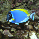 Acanthurus Leucosternon