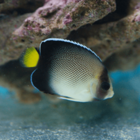 Apolemichthys Xanthurus