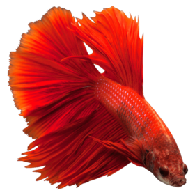 Betta Splendens
