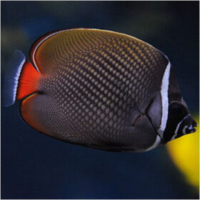Chaetodon Collare