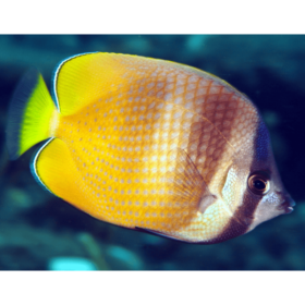 Chaetodon Kleinii