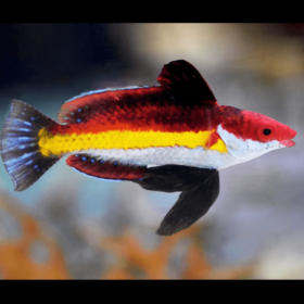 Cirrhilabrus Naokoae Male