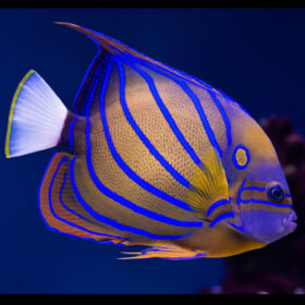 Pomacanthus Annularis Adult