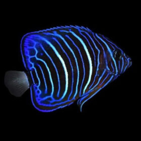 Pomacanthus Annularis Juvenile