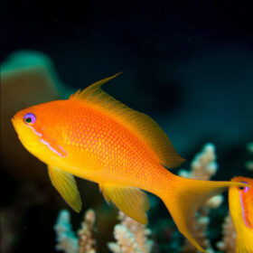 Pseudanthias Squamipinnis female