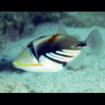 Rhinecanthus Aculeatus