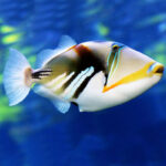 Rhinecanthus Aculeatus, Picasso Triggerfish