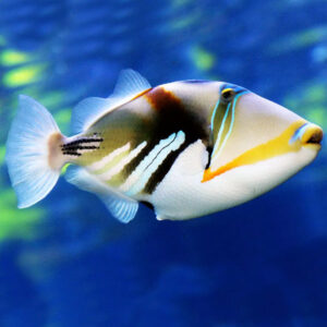 Rhinecanthus Aculeatus, Picasso Triggerfish