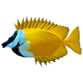 Siganus vulpinus, Foxface Rabbitfish