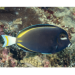 Acanthurus Nigricans