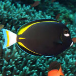 Acanthurus Nigricans