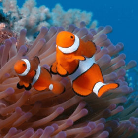 Amphiprion Ocellaris