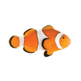 Amphiprion Ocellaris