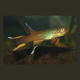 Aphyosemion Australe - Chocolate Male