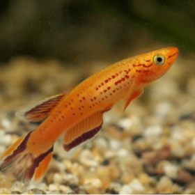 Aphyosemion Australe Male