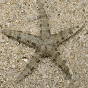 Archaster Typicus