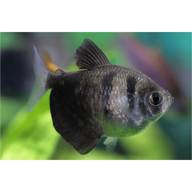 Black Widow Tetra