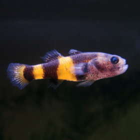 Brachygobius Xanthosoma
