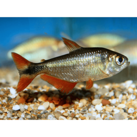 Buenos Aires Tetra