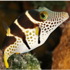 Canthigaster Valentini
