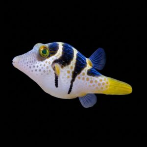 Canthigaster Valentini, Black-saddled Toby