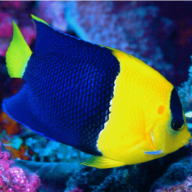 Centropyge Bicolor