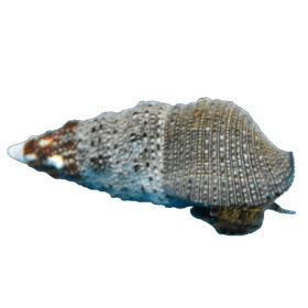 Cerithium