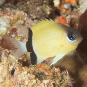 Chromis Retrofasciata