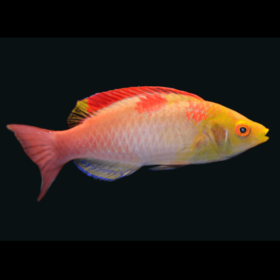 Cirrhilabrus Adornatus Male