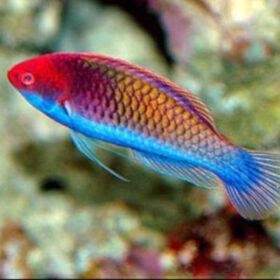 Cirrhilabrus cf. Solorensis