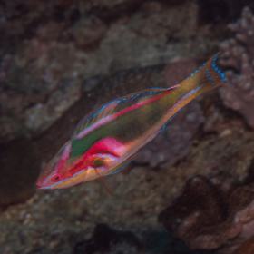 Cirrhilabrus cf. exquisitus