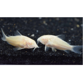 Corydoras albino