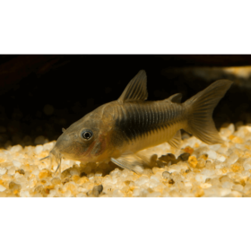 Corydoras Βronze