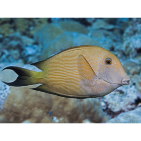 Ctenochaetus cf. Striatus