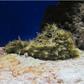 Dolabella Auricularia