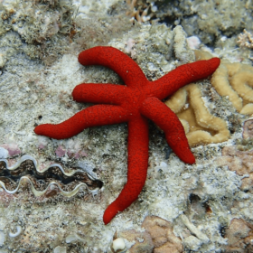 Echinaster Luzonicus
