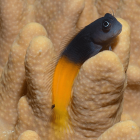 Ecsenius Bicolor