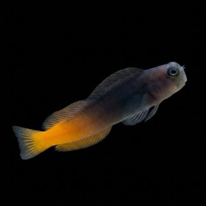 Ecsenius Bicolor, Two-Colored Blenny