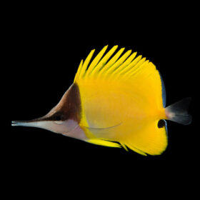 Forcipiger Flavissimus