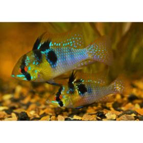 German Blue Ramirezi