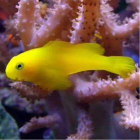 Gobiodon Okinawae