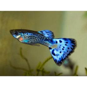 Guppy Blue King Cobra Male