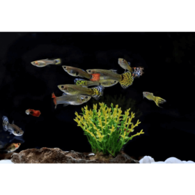 Guppy Mix Female