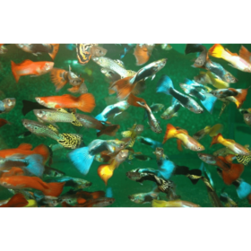 Guppy Mix Male