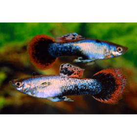 Guppy Purple Arctic Male