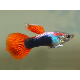 Guppy Red Neon Male