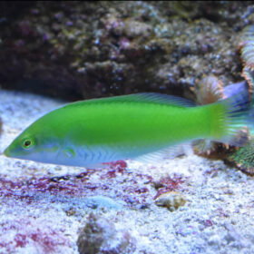 Halichoeres Chloropterus
