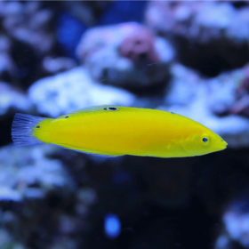Halichoeres Chrysus