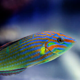 Halichoeres Melanurus