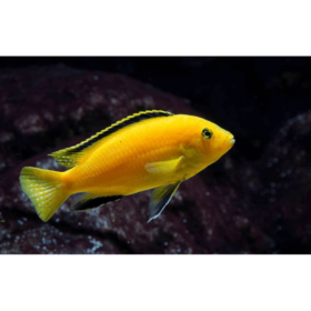 Labidochromis caeruleus